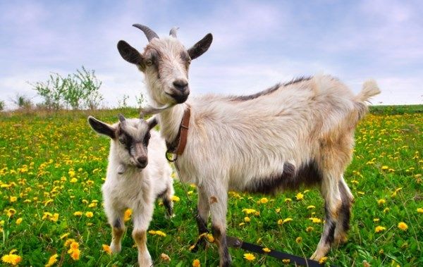 mơ thấy dê đẻ con mang điềm gì ?