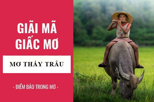 mơ thấy con trâu 