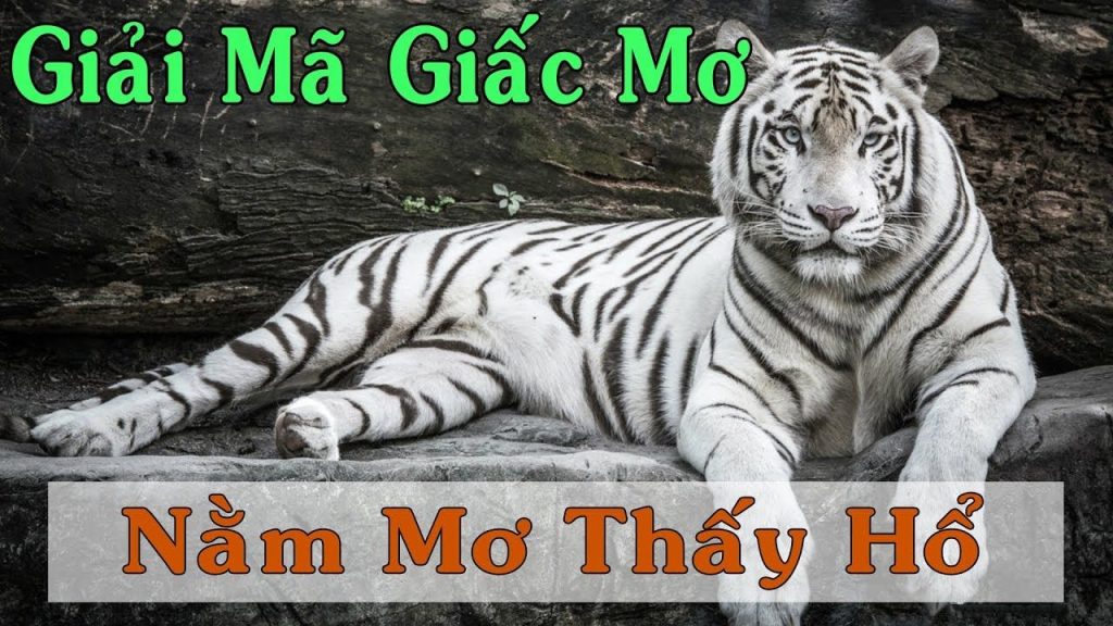 mơi thấy hổ đánh lô đề gì