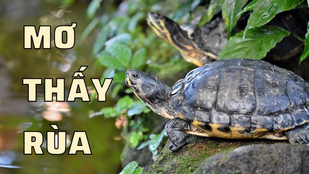 mơ thấy rùa đánh con gì