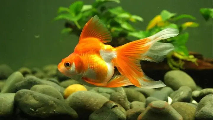 mơ thấy cá vàng đánh gì 