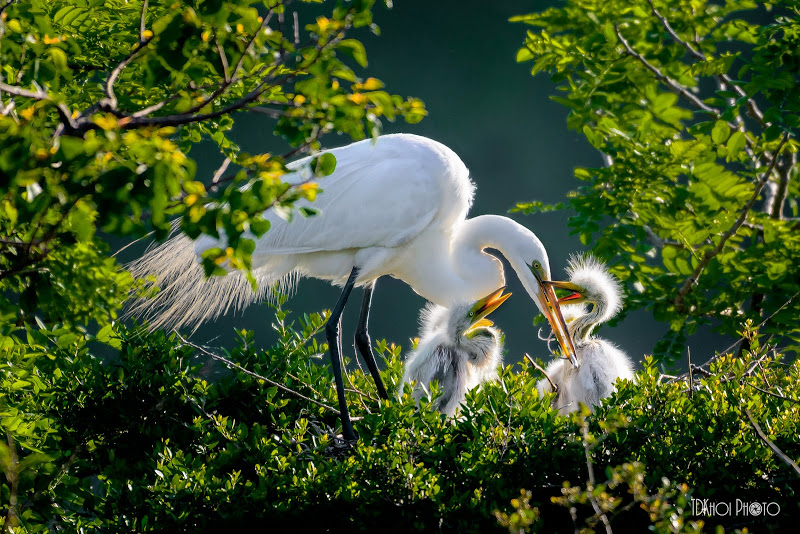 mơ thấy con cò đánh con gì- nuoilokhung88.com