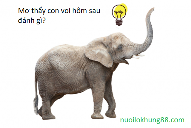 mơ thấy con voi hôm sau đánh gì?