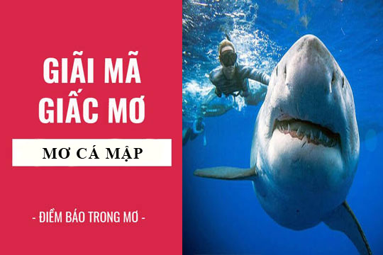 mơ thấy cá mập hôm sau đánh gì